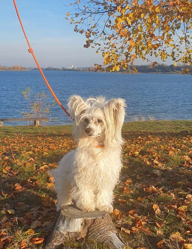 Desperados Flavour Star of Golden Lily