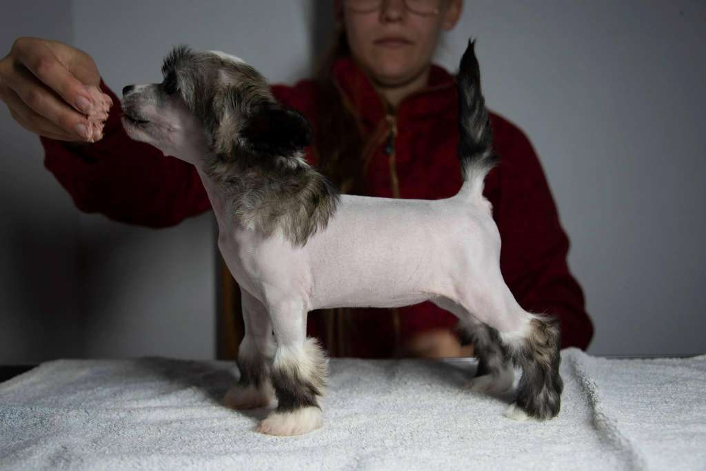 Ensidias Camera Click We Pose