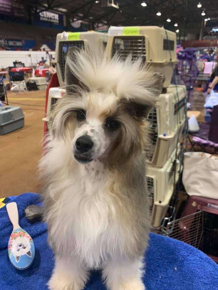 Edelweiss Estrella Fugaz