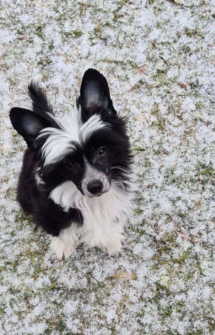 Chronicles of Fenris from Vikings Castle