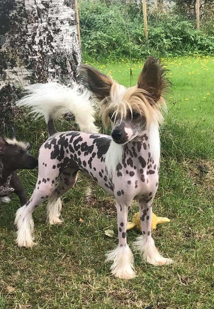 Zanevi's Quanta La Mera