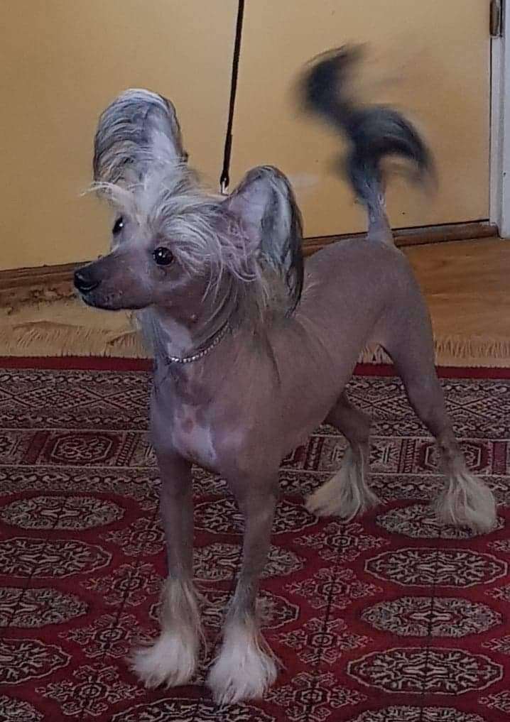 Zanevi's Rock Me Grace