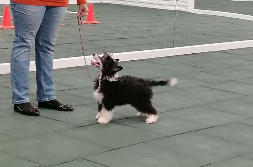 Vechernyaya Zvezda Venetsiya