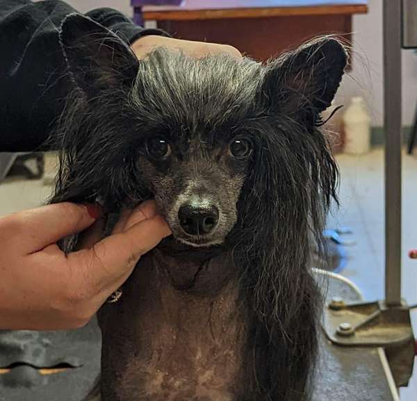 Edelweiss No More Tears At Crest-Vue