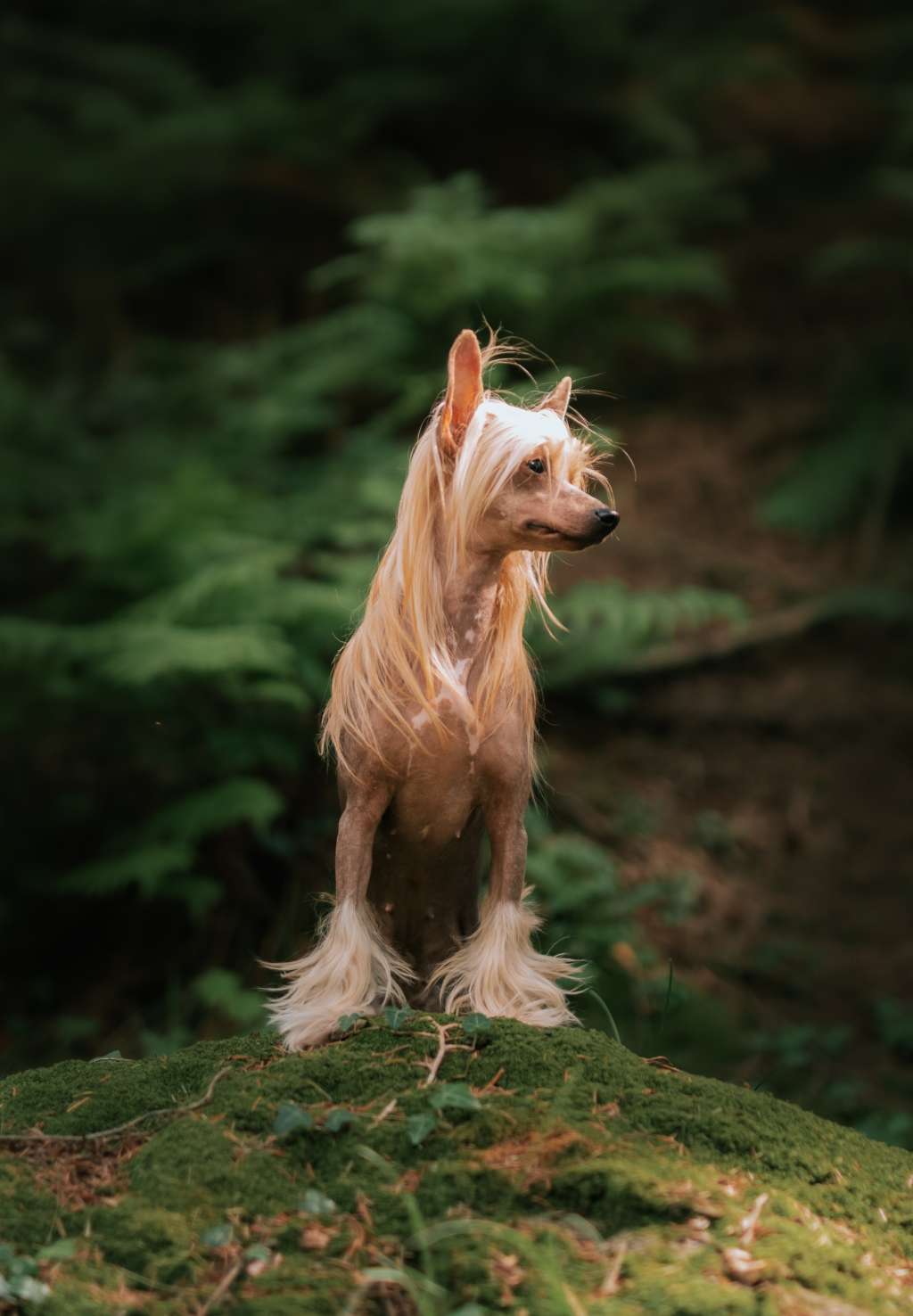 Zanevi's Super Duper