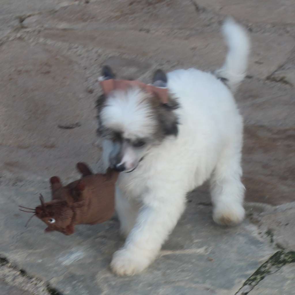 White viking de Almamasan