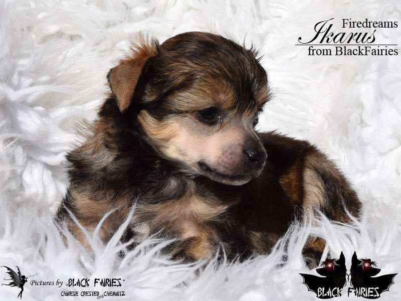 Firedreams Ikarus from BlackFairies