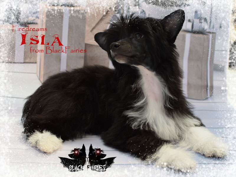 Firedreams Isla from BlackFairies