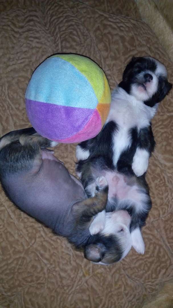 Domtotem Fantastik Boy