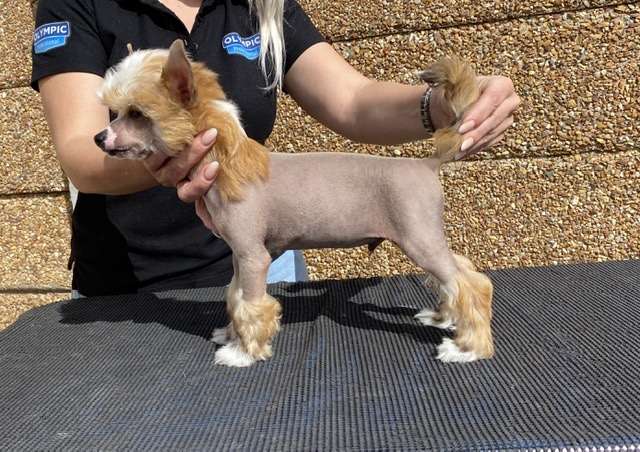 Krescendo Hit the Jackpot