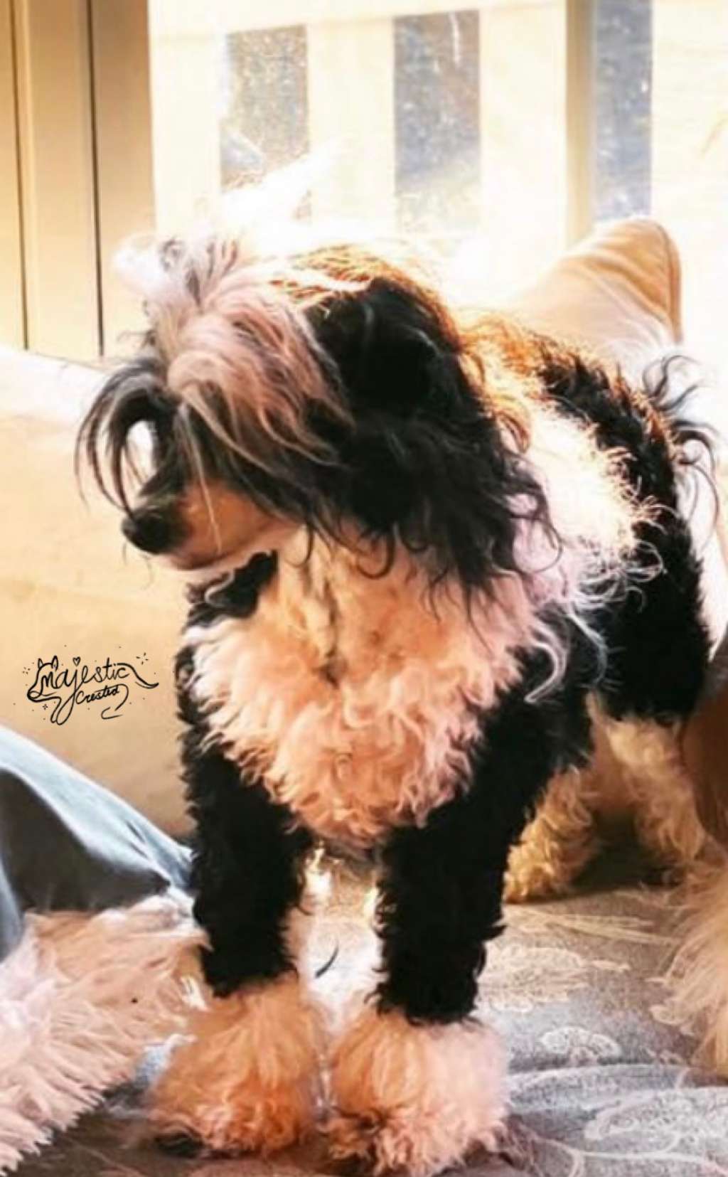 Marsals Popsie the popsicle