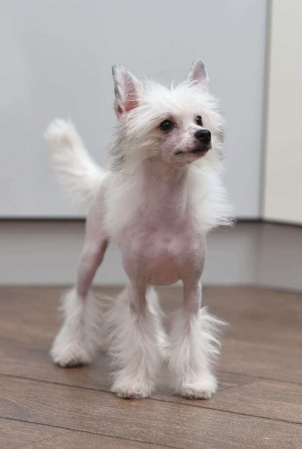 Karamel Planet Of Dream