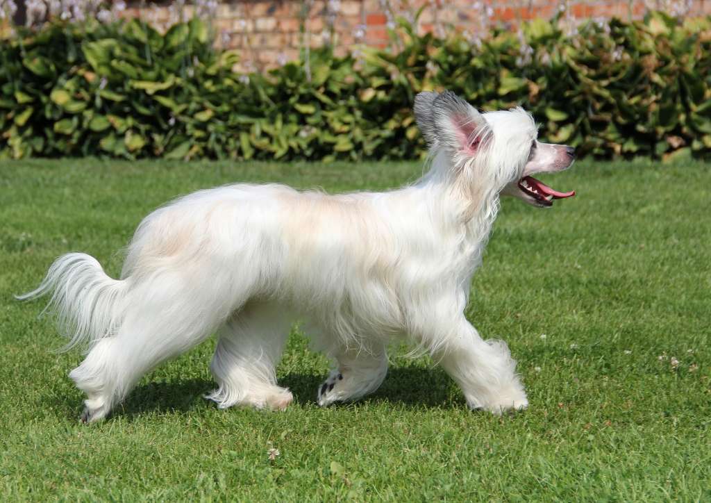 Nefritovyi Budda Galloway Jager Falcon