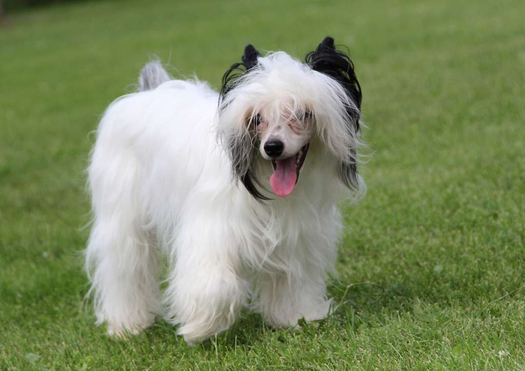 Nefritovyi Budda Gilmar Blue Boy