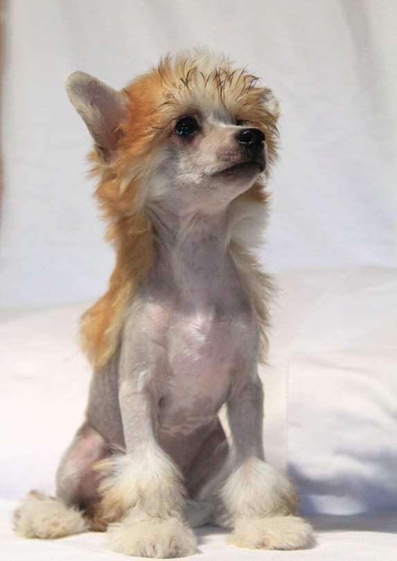 Nefritovyi Budda Grace Mlada Air