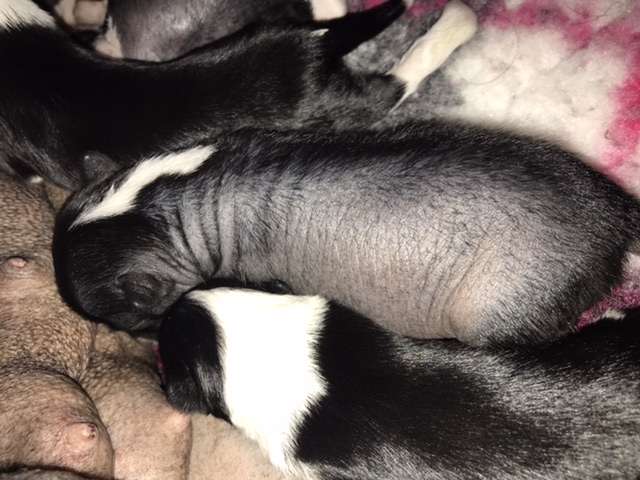 Hottie Tots Holy sh..