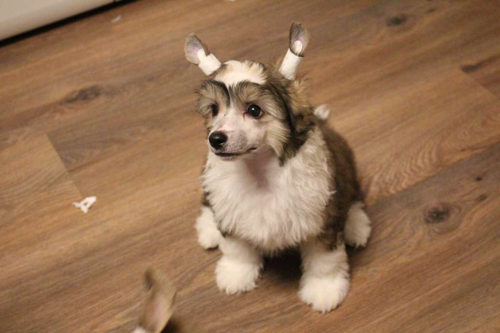 luniks Stail Maestro