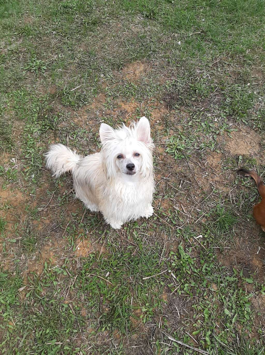 Luniks Stail Miss Neva