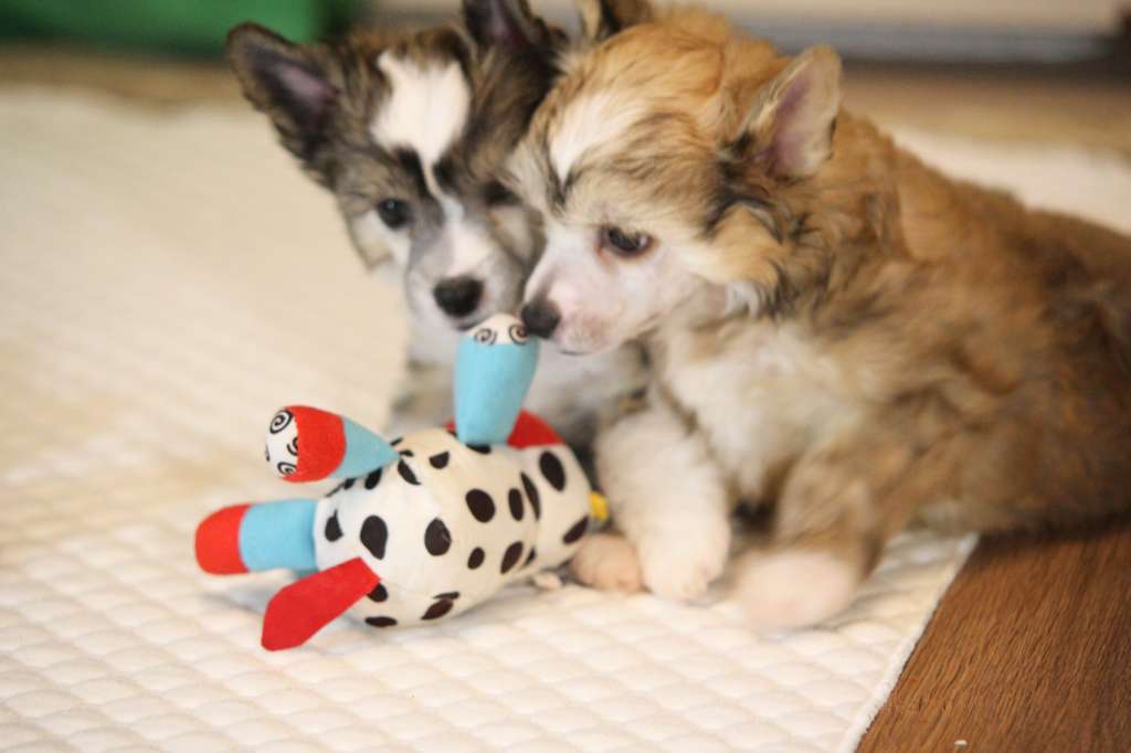 Luniks Stail Marquise  Angels