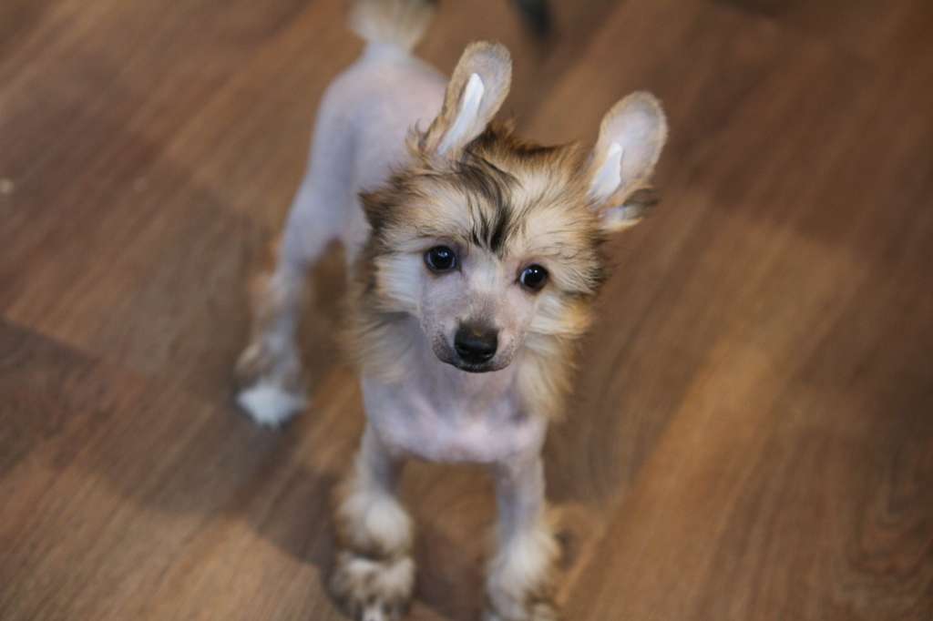 Luniks Stail Mantana