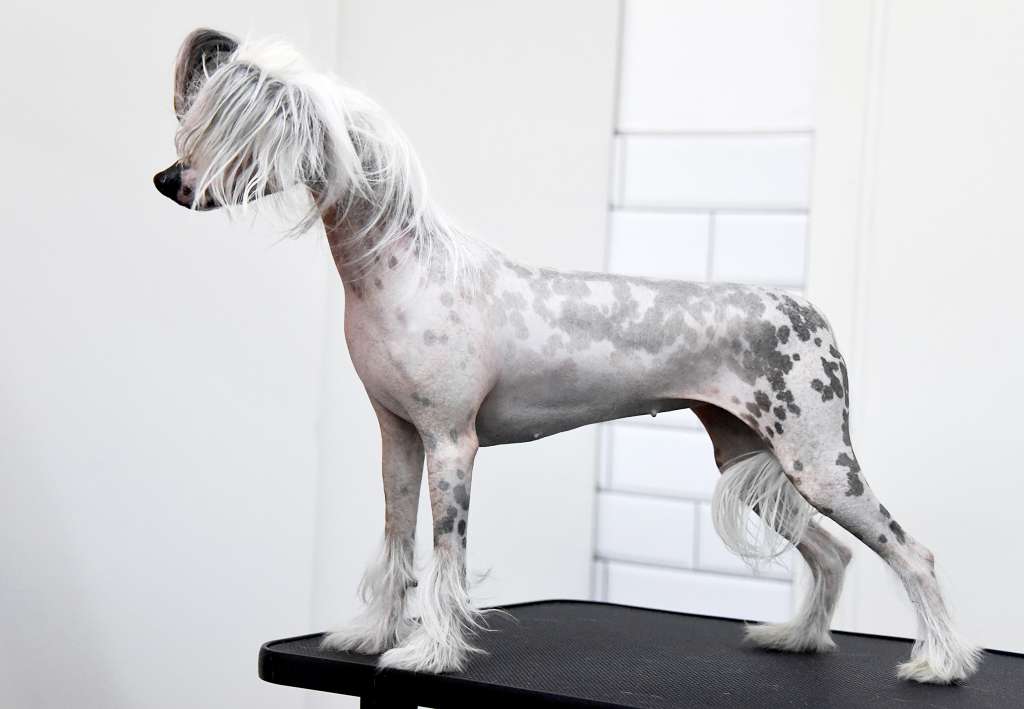 Jean Dark Winter Song