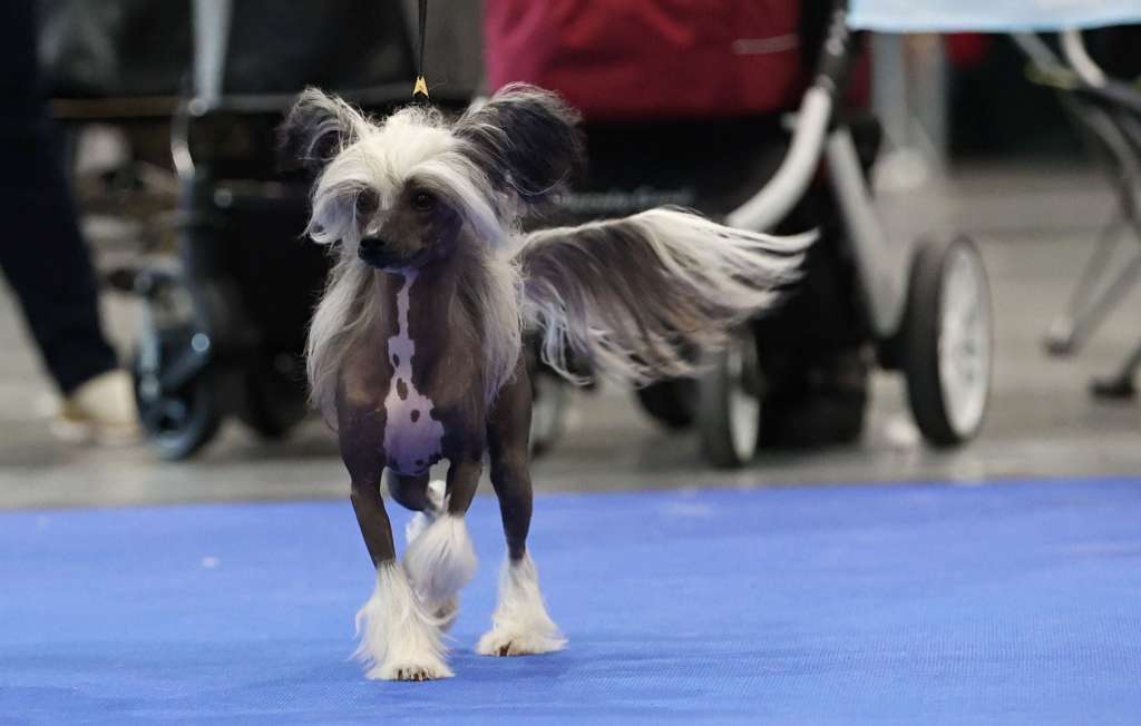 Iokaste Laia Avokaduh