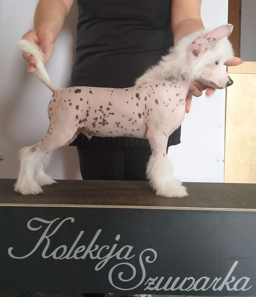 Singbad Kolekcja Szuwarka