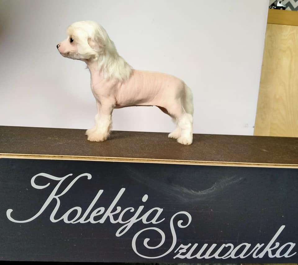 Syrenka Kolekcja Szuwarka