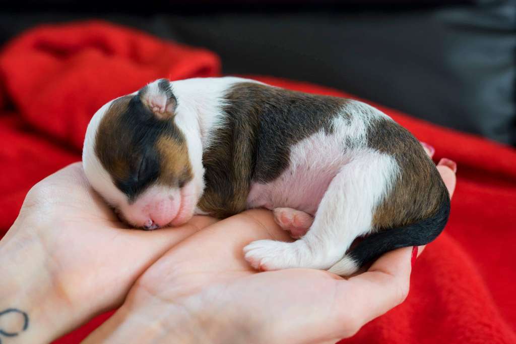 Asellus Australis