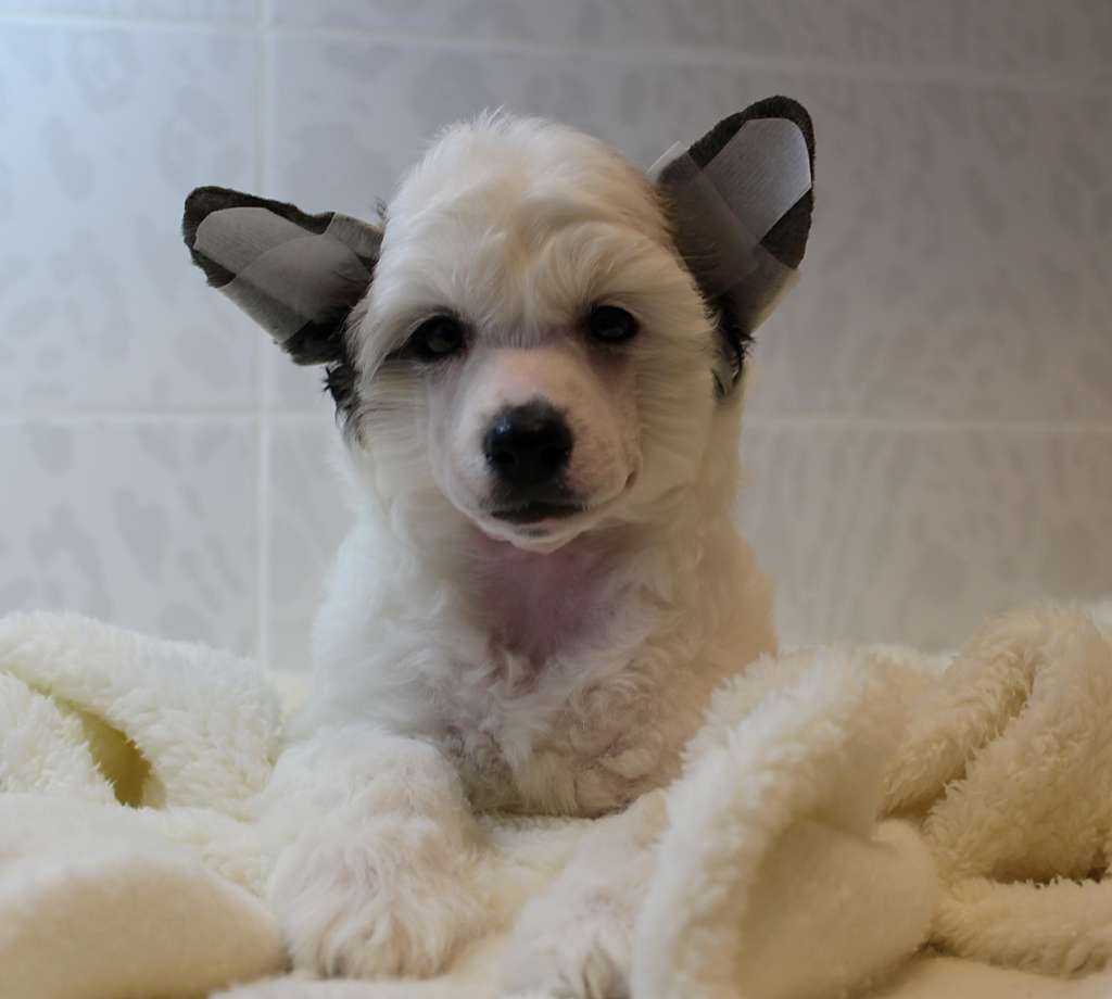 Olrif Catcher Of Your Dreams