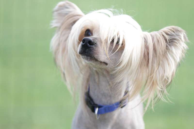 Waggingtail The Empire Strikes Back