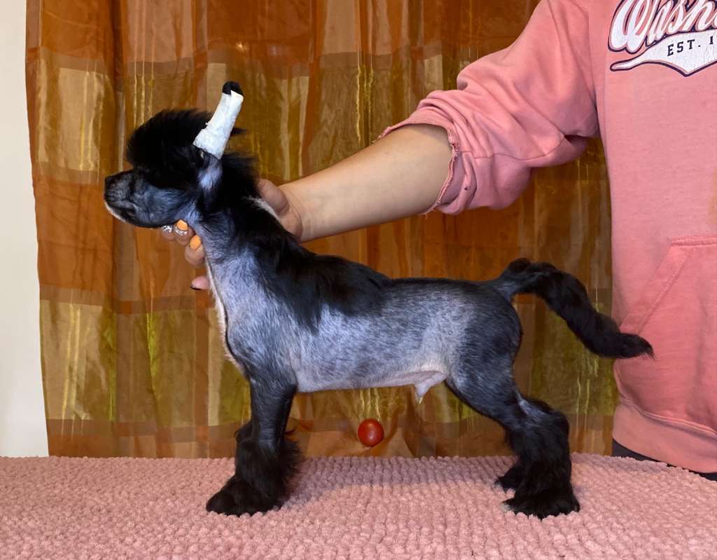 Stars at Sea Valentino