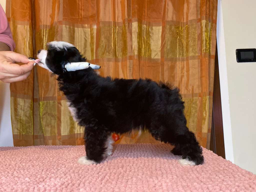 Stars at Sea Vilberquin