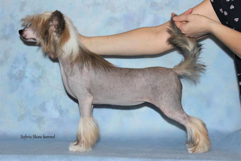 Sofiris Show Navy Blue Lily Lorita Star