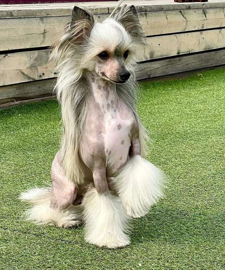 Kidsolarus Uolter Breaker Of Hearts