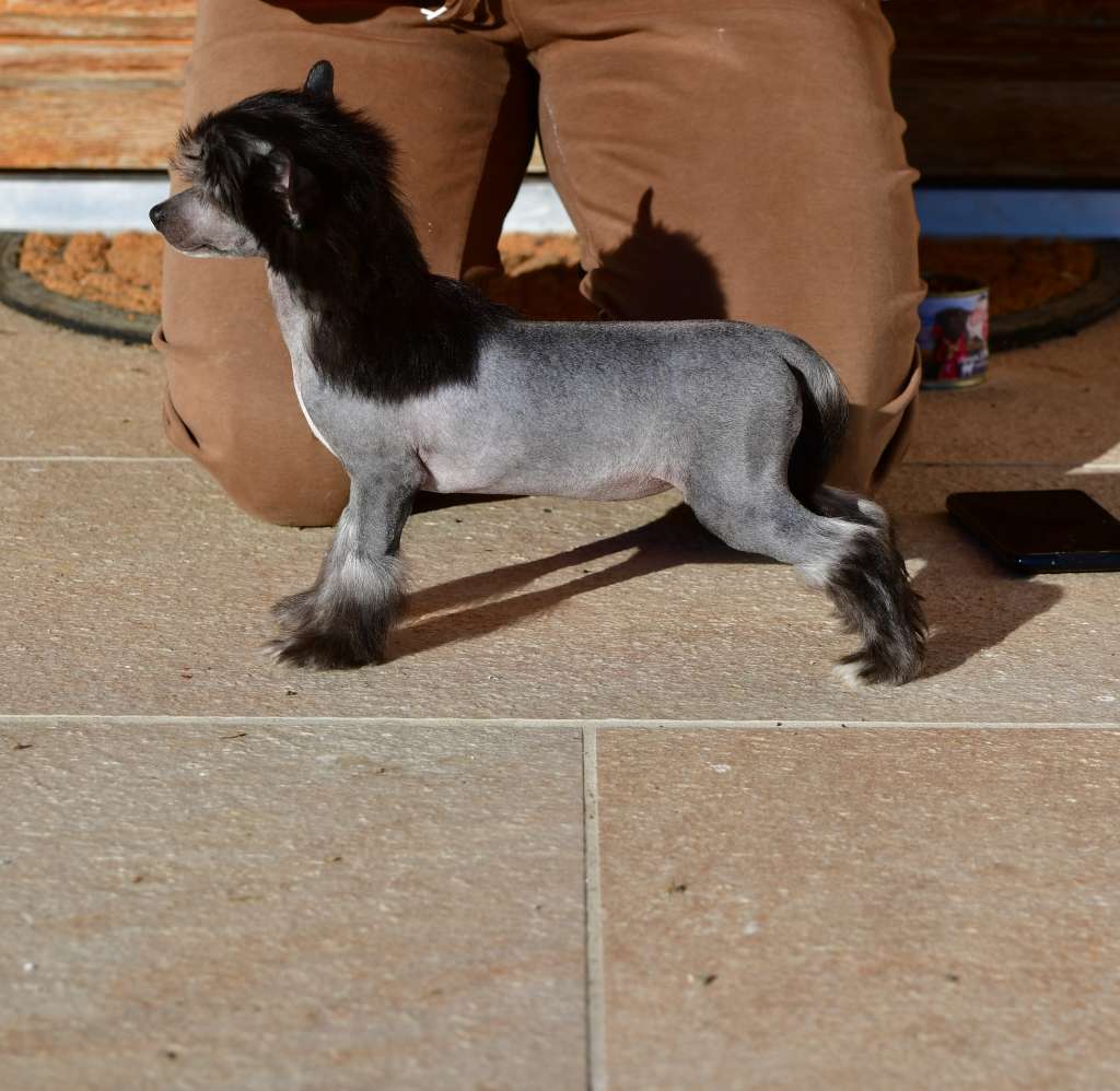 Little Dog Of Dream Rolex