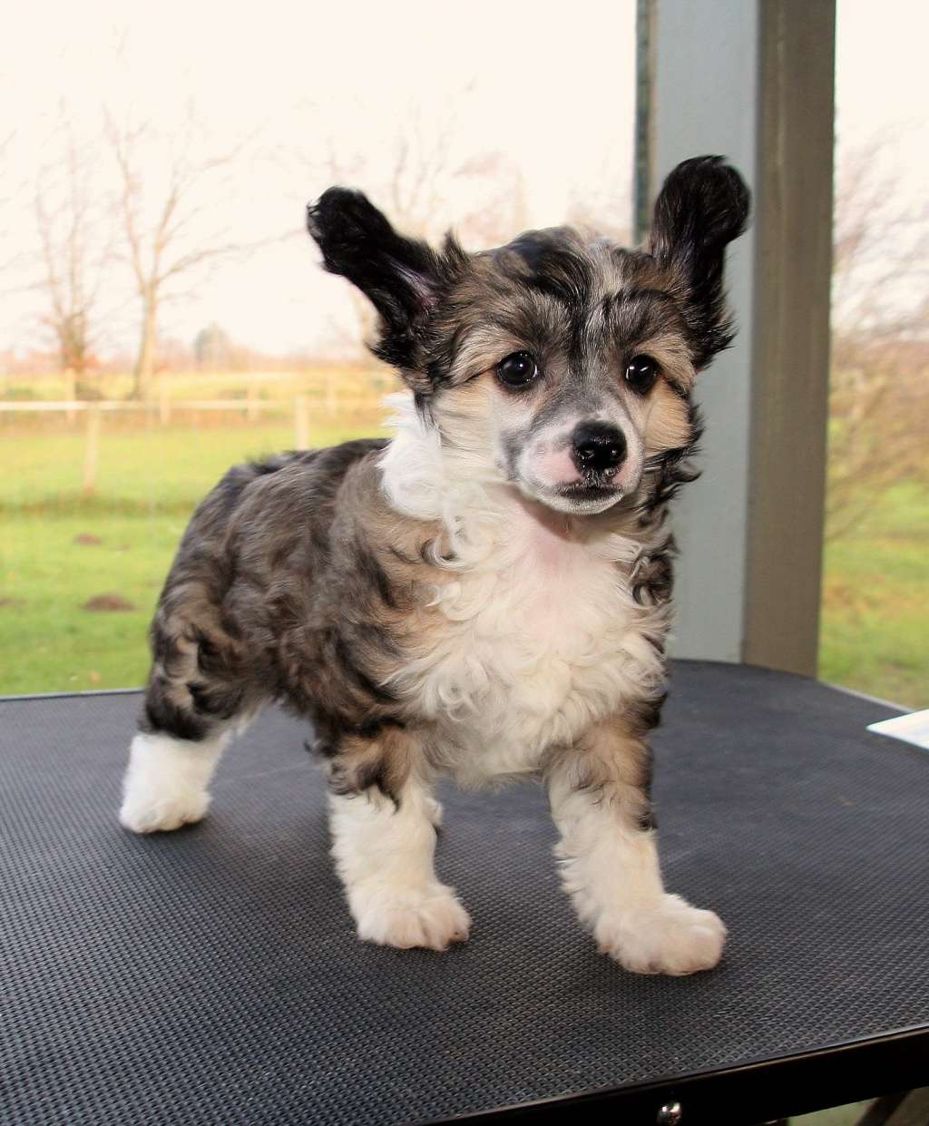 Be My Dog's Adrianna Honey Bun