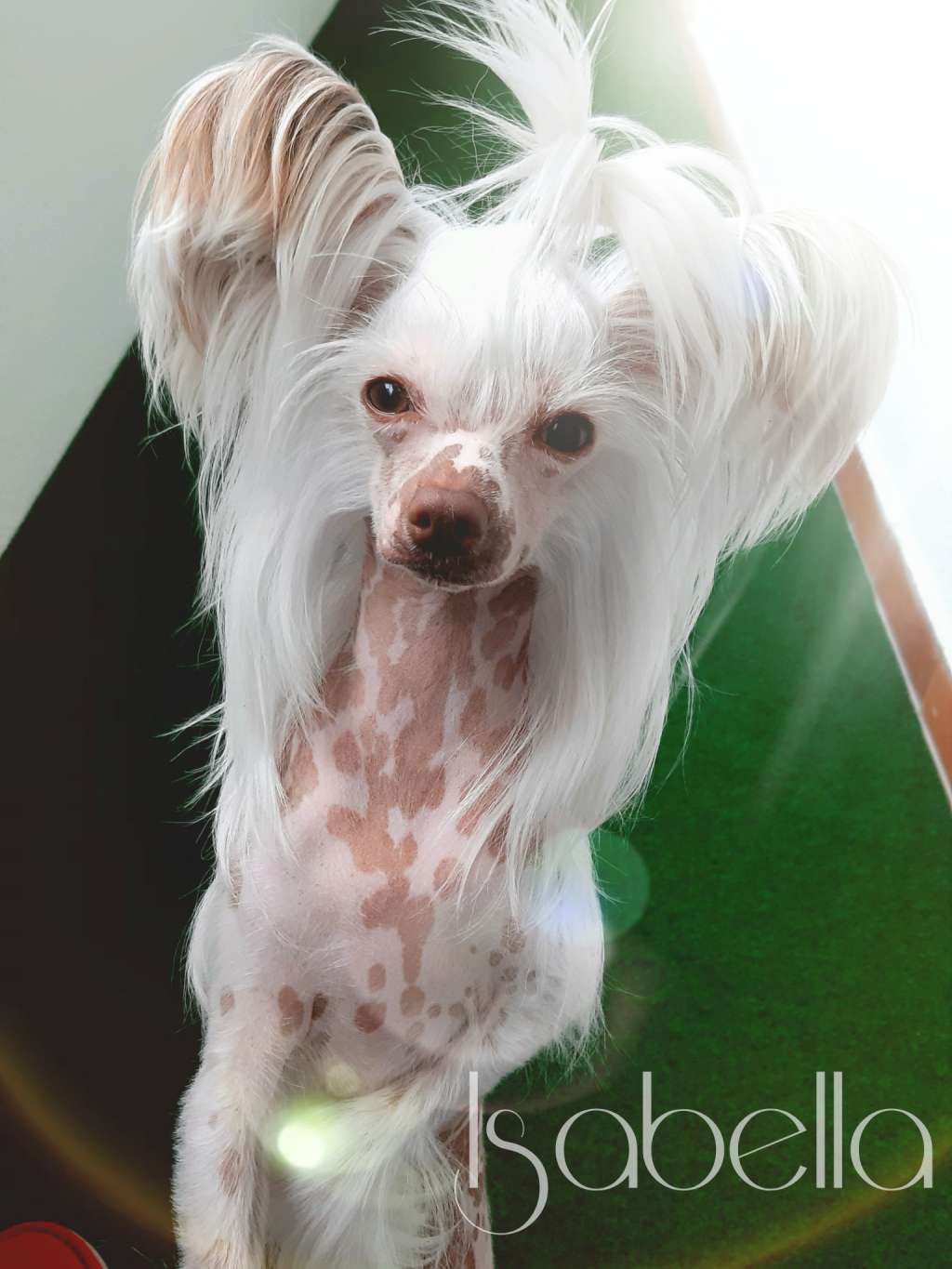 ISABELLA Punked Benjamin