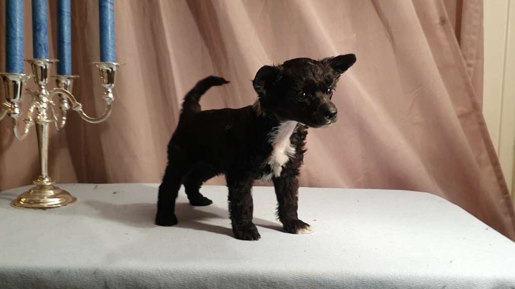 Swerotts Echos Love for Liqourice