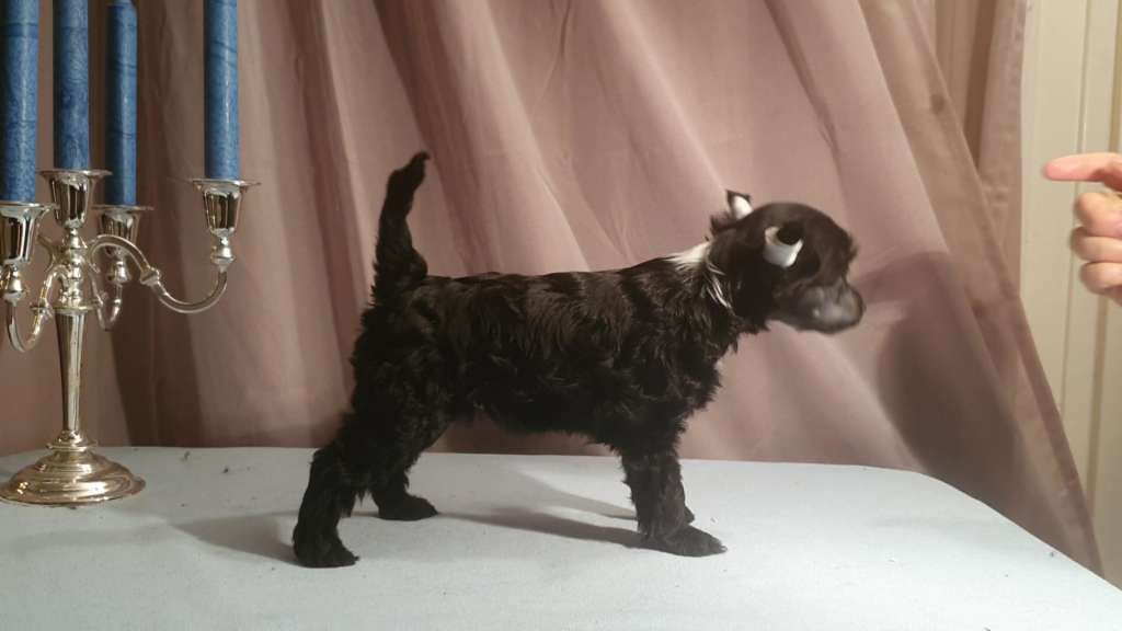 Swerotts Edgy Liquorice Confetti