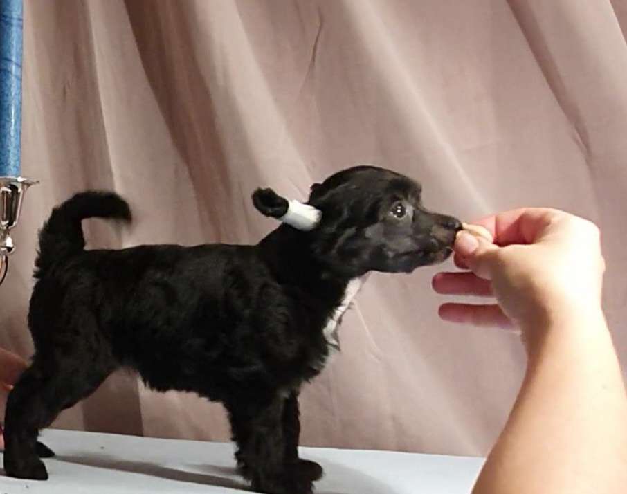 Swerotts Exotic Liquorice Fudge