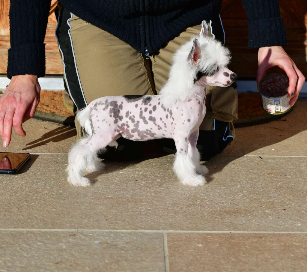 Little Dog Of Dream Remedy