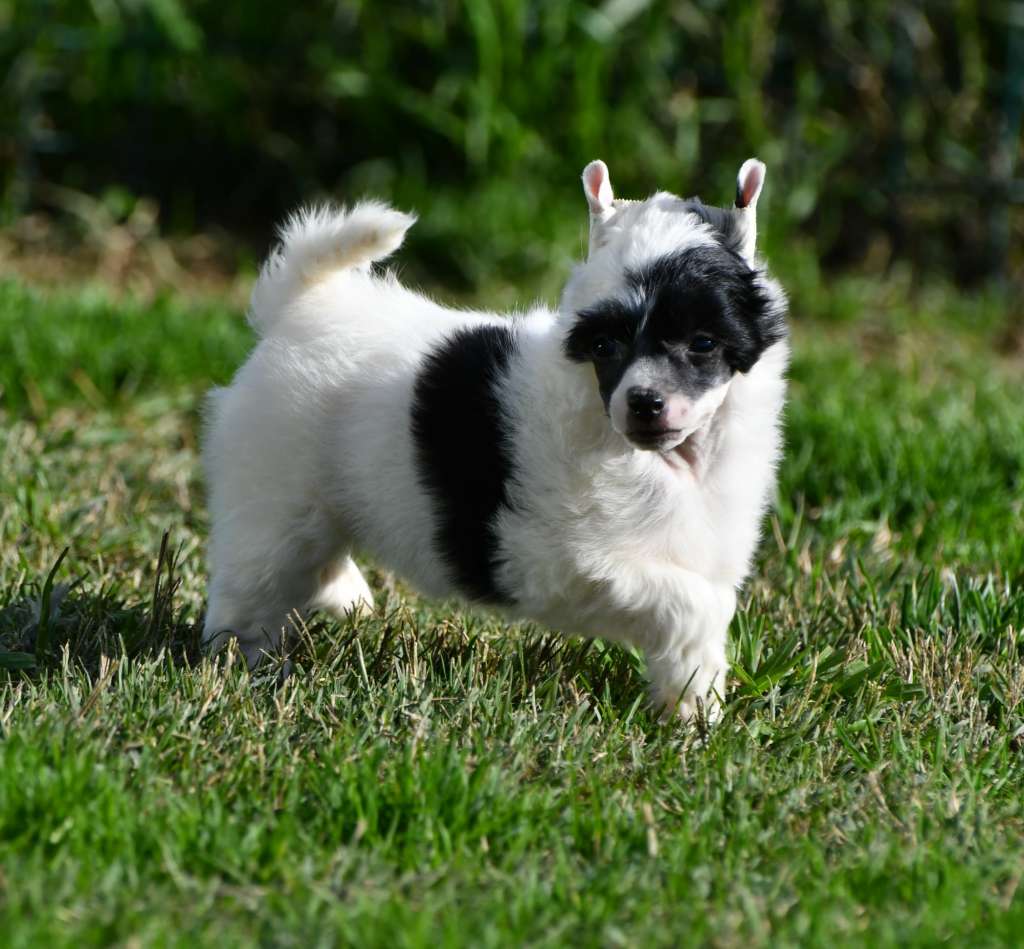 Little Dog Of Dream Really Cute