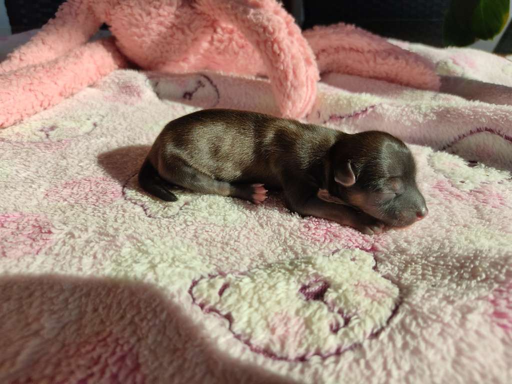 Little Dog Of Dream Ringo Jack