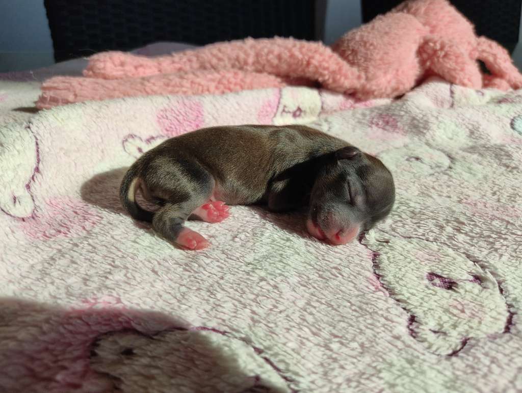 Little Dog Of Dream Rafaello