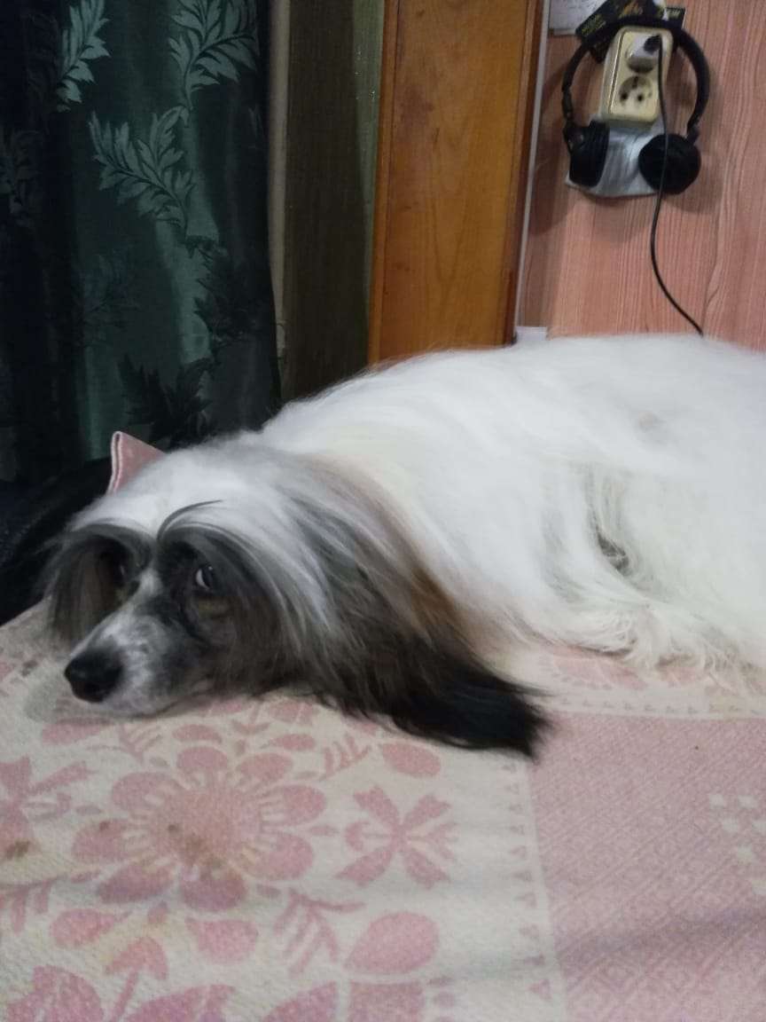 Djengia Prekrasnaya Iz Chudnoy Doliny