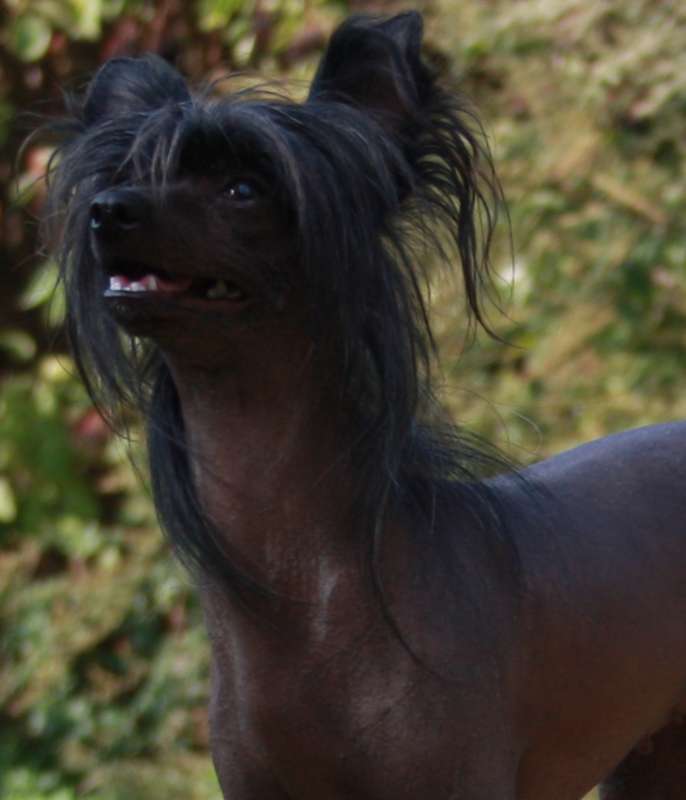 Fehérlófia Juliska