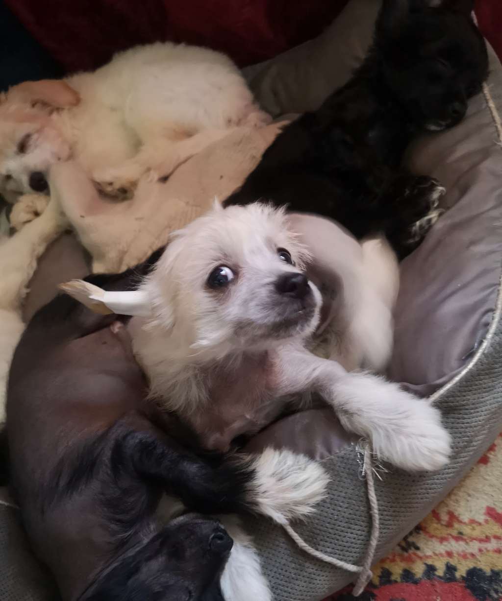 Darling star Iz Chudnoy doliny