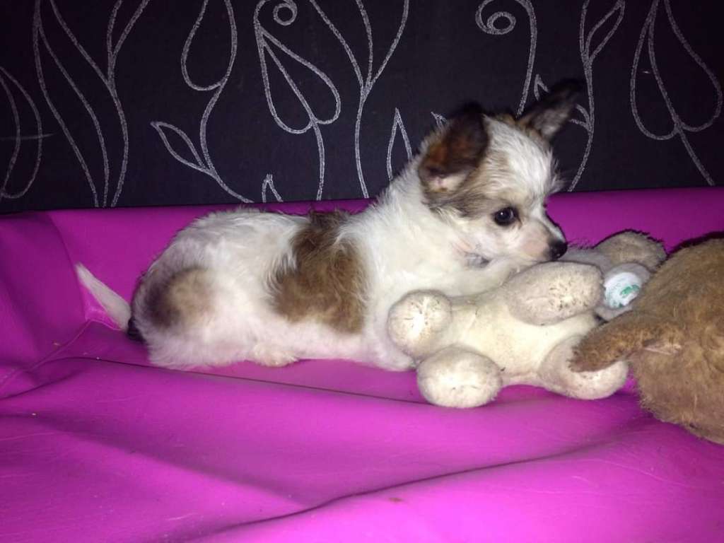 Swerotts Beautiful Baby