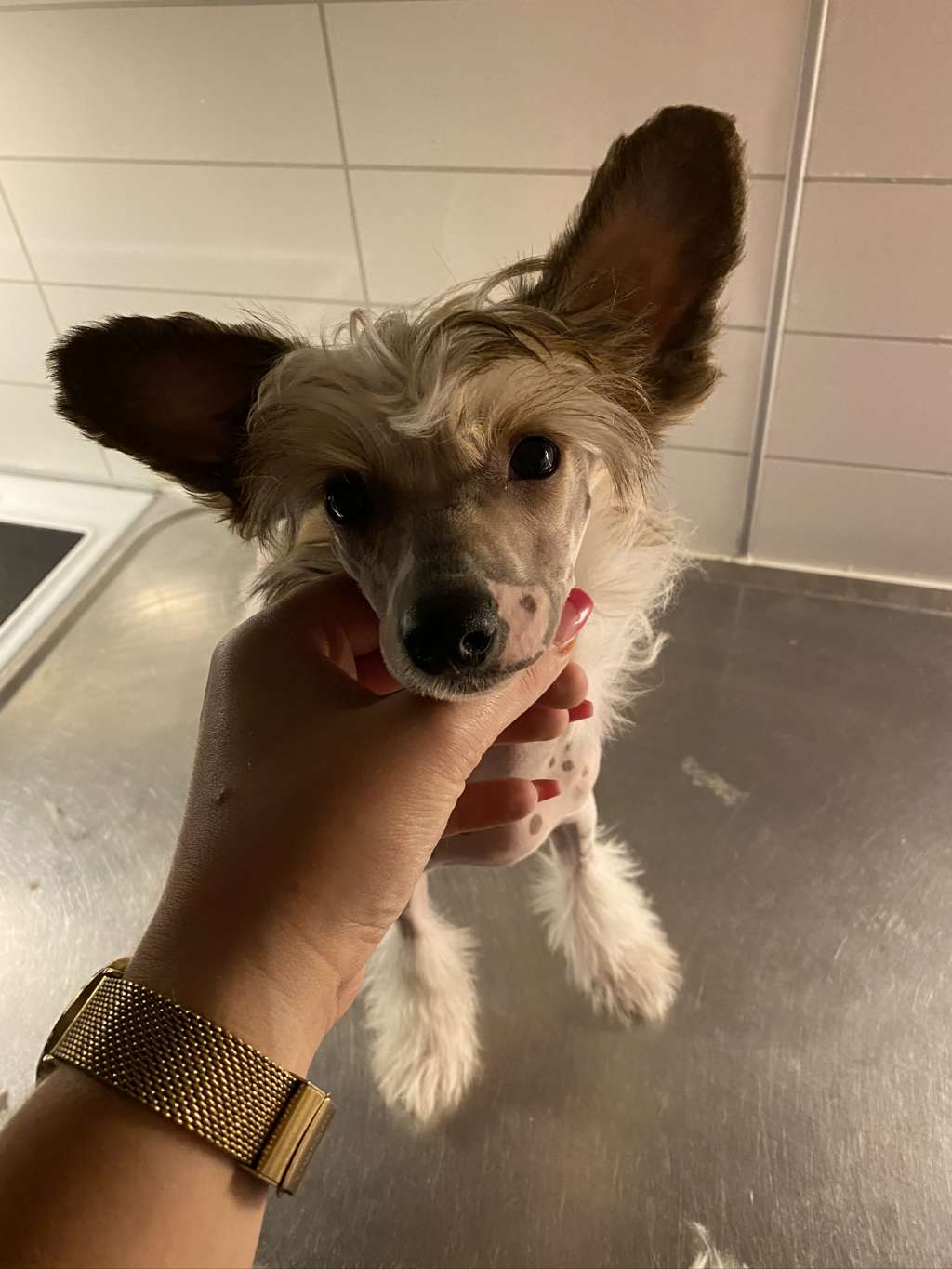 Concilio Bad Reputation